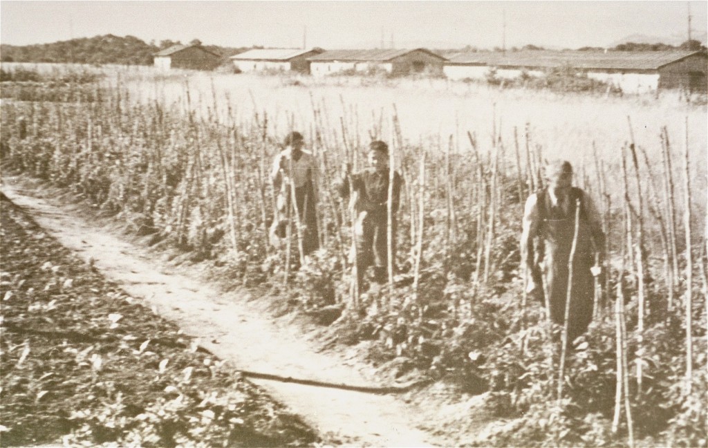 Vegetable gardens administered by the American Friends Service Committee as part of a Quaker relief effort for prisoners at the Gurs camp.