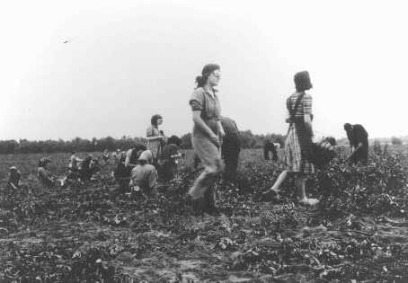  Dutch women labor in the fields. Westerbork transit camp, the Netherlands, between 1942 and 1944. [LCID: 77661]