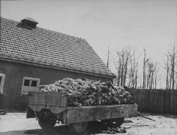 A wagon is piled high with the bodies of victims of the Buchenwald concentration camp. Photograph taken following the liberation of the camp. Buchenwald, Germany, April 16, 1945.