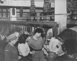 Ferme de formation agricole préparant les réfugiés juifs pour la vie en Palestine parrainée par le Joint (le Joint Distribution Committee, organisation caritative juive américaine - JDC). Fürth, Allemagne, 13 juin 1946.