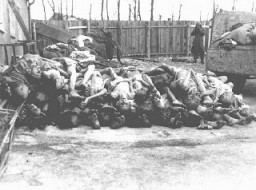 انبوهی از اجساد در اردوگاه کار اجباری بوخنوالت پس از آزادسازی. بوخنوالت، آلمان، ماه مه 1945.