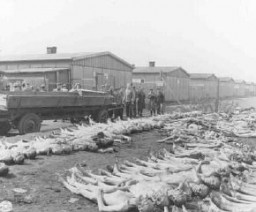 Visiting American newspaper and magazine correspondents view rows of corpses in Dachau. Photograph during an inspection following the liberation of the camp. Dachau, Germany, May 4, 1945.