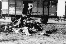 Sur la route de Iasi vers Calarasi ou vers Podul IIoaei, des Roumains retirent des cadavres d’un train transportant des Juifs déportés de Iasi à la suite d’un pogrom. Roumanie, fin juin ou début juillet 1941.