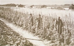 Vegetable gardens administered by the American Friends Service Committee as part of a Quaker relief effort for prisoners at the Gurs camp. Gurs, France, ca. 1943.