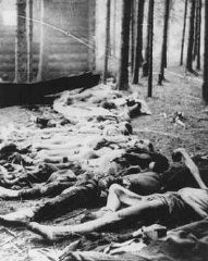 Cadáveres descubiertos por los soldados estadounidenses después de la liberación del campo de Gunskirchen, un subcampo del campo ...