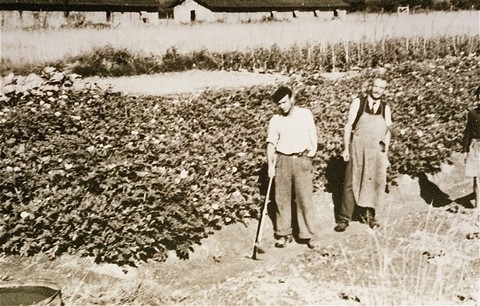 Prisoners in the Gurs camp work in gardens set up by the American Friends Service Committee.