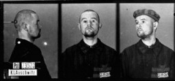 Идентификационные фотографии заключенного с нетрадиционной ориентацией, который прибыл в концентрационный лагерь Освенцим 27 ноября 1941 года и был переведен в лагерь Маутхаузен 25 января 1942 года. Освенцим, Польша