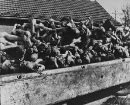 A wagon is piled with the bodies of victims of the Buchenwald concentration camp. Photograph taken following the liberation of the camp. The 6th Armored Division overran the camp on April 11, 1945. Buchenwald, Germany, April 11–May 1945.