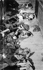 Corpses lie in one of the open railcars of the Dachau death train. The Dachau death train consisted of nearly forty cars containing the bodies of between two and three thousand prisoners transported to Dachau in the last days of the war. Dachau, Germany, April 29, 1945.
This image is among the commonly reproduced and distributed, and often extremely graphic, images of liberation. These photographs provided powerful documentation of the crimes of the Nazi era. 