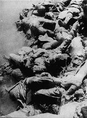 Victims of Ustasa (Croatian fascist) atrocities: the bodies of Jasenovac prisoners floating in the Sava River.  Between August 1941 and April 1945. 